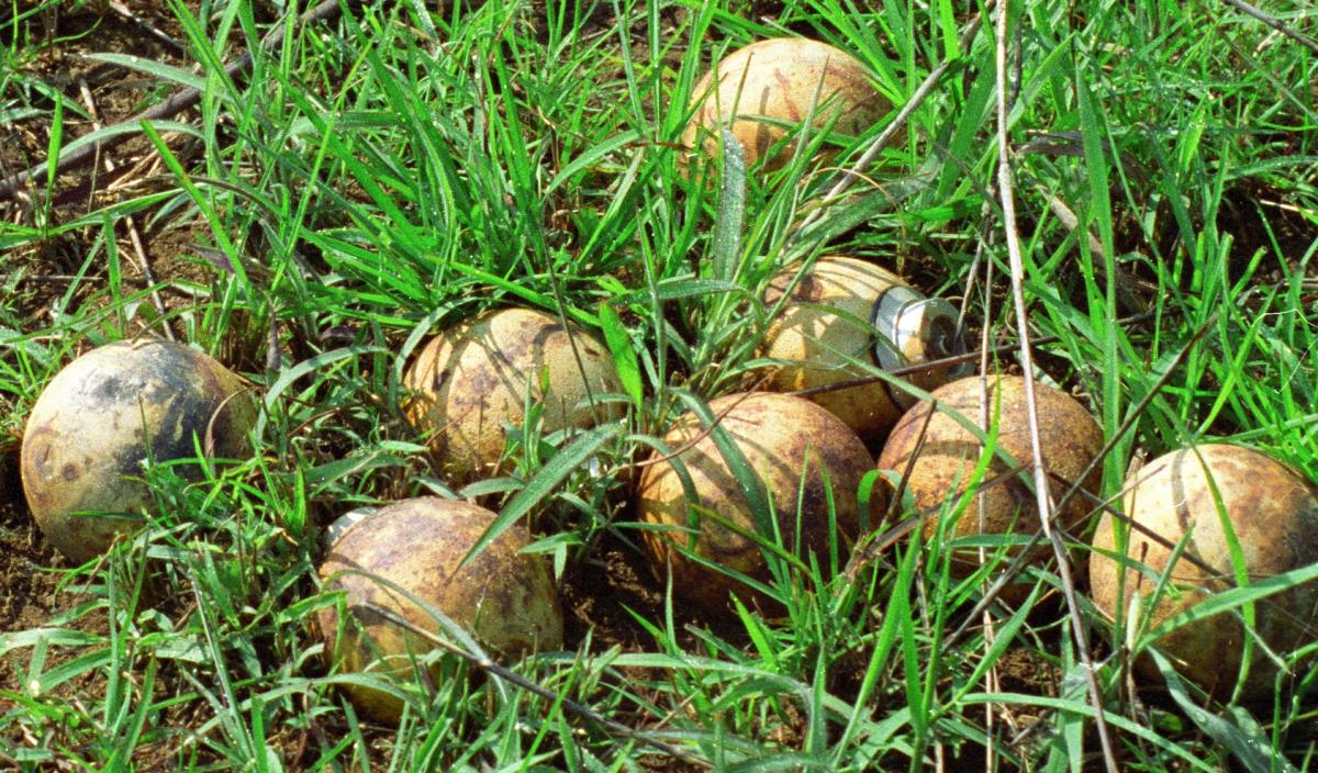 bomblets